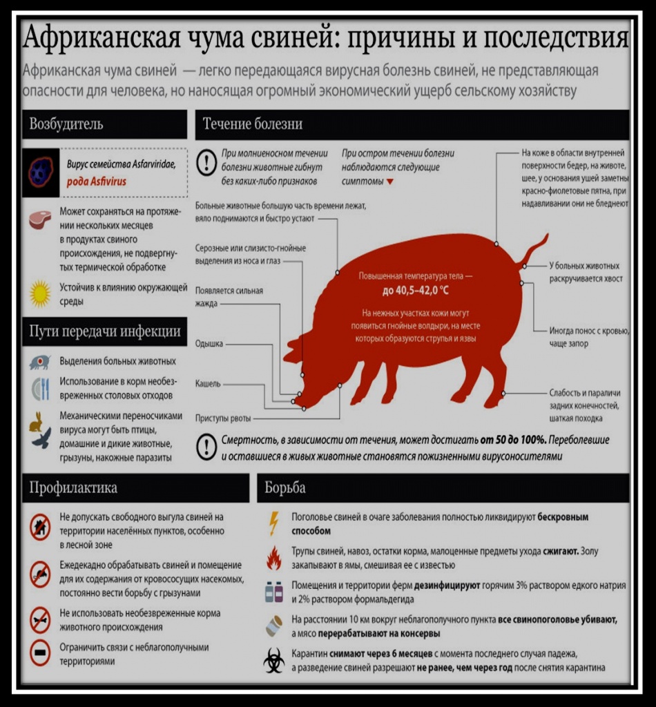 АЧС.jpg